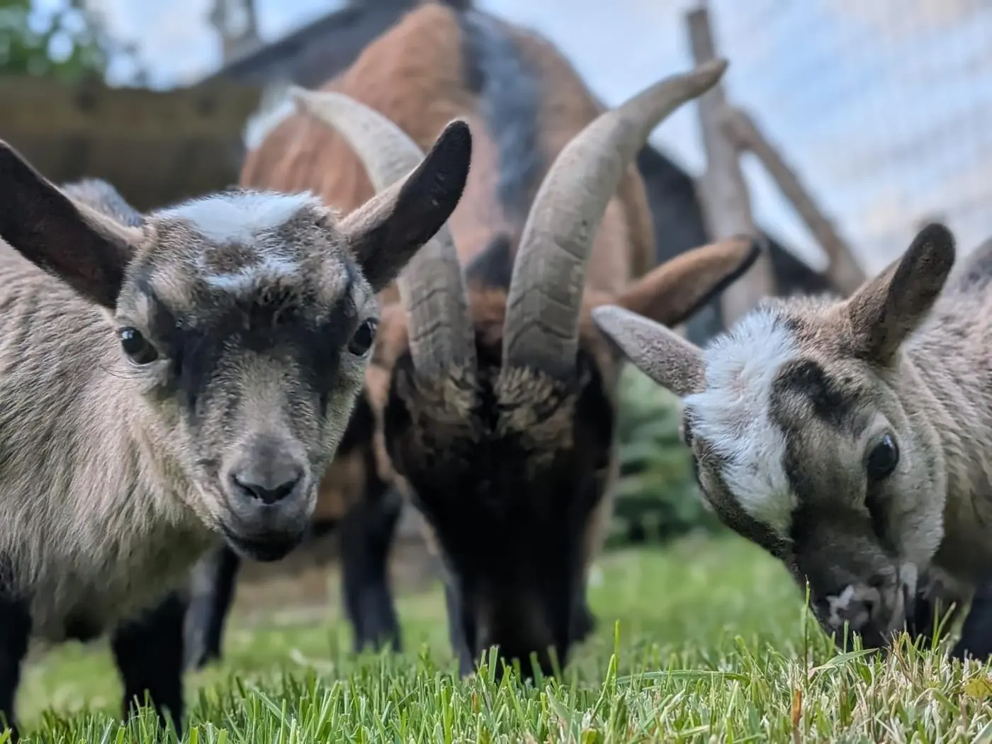 Nos chèvres, dans le parc en éco-pâturage