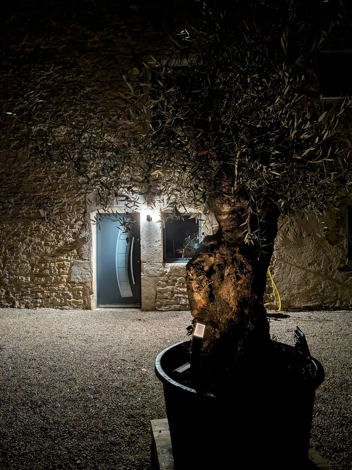 L'entrée et son olivier, à la nuit tombée