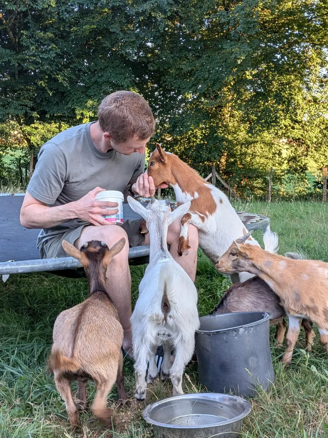 Nourrir les chèvres du parc, un moment du quotidien au domaine